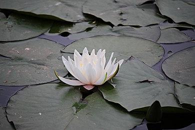 《心灵杀手2》PS5 Pro更新 允许玩家完全禁用PSSR